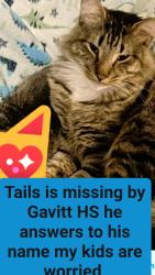 Lost Male Cat last seen Gavitt HS, Hammond, IN 46324
