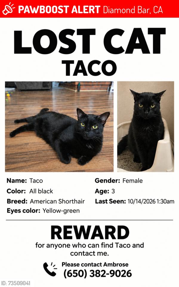 Lost Female Cat last seen Montefino community, Diamond Bar, CA 91765