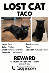 Lost Female Cat last seen Montefino community, Diamond Bar, CA 91765