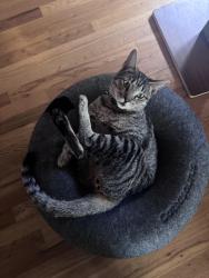 Reunited Male Cat last seen Rio Grande, Pasadena, CA 91104