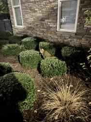 Reunited Unknown Cat last seen Near boulders lake Ter, Richmond, VA 23225