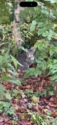 Found/Stray Unknown Cat last seen In Dunn’s woods, outside the Law School, Bloomington, IN 47405