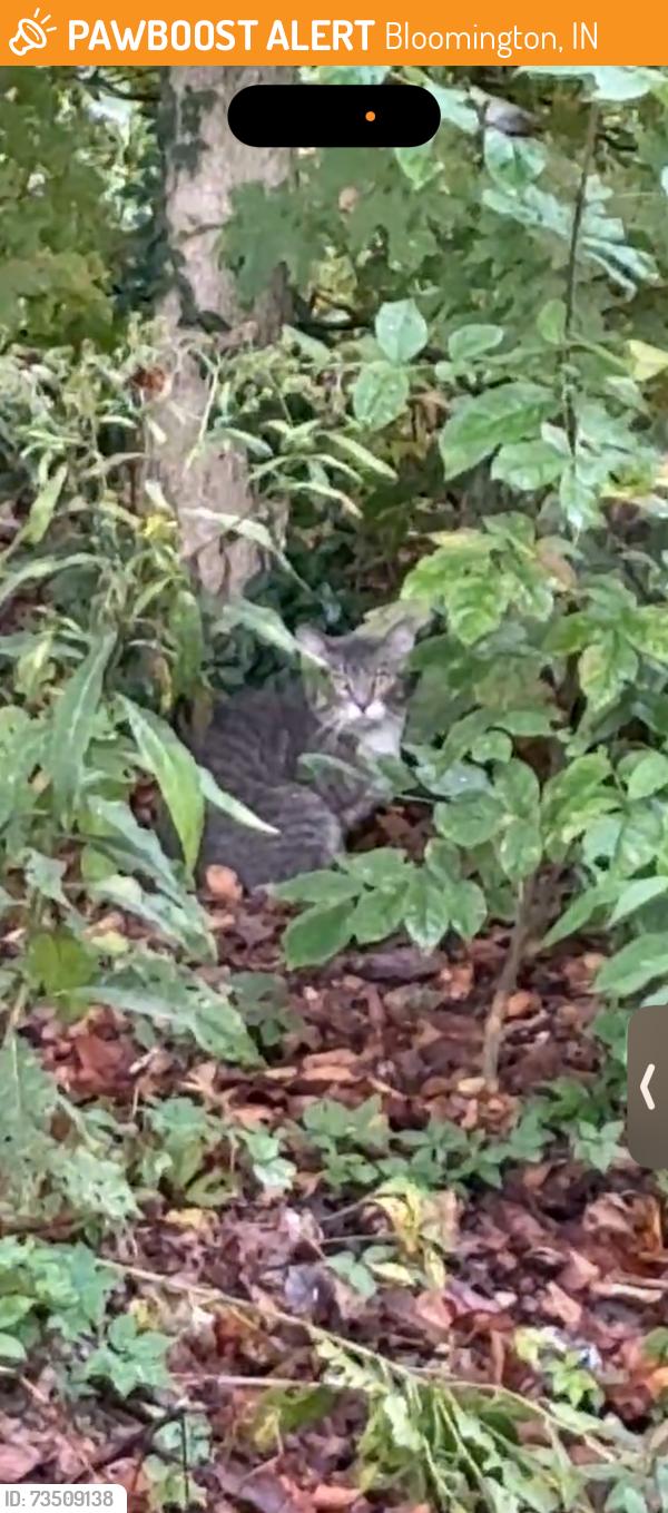 Found/Stray Unknown Cat last seen In Dunn’s woods, outside the Law School, Bloomington, IN 47405