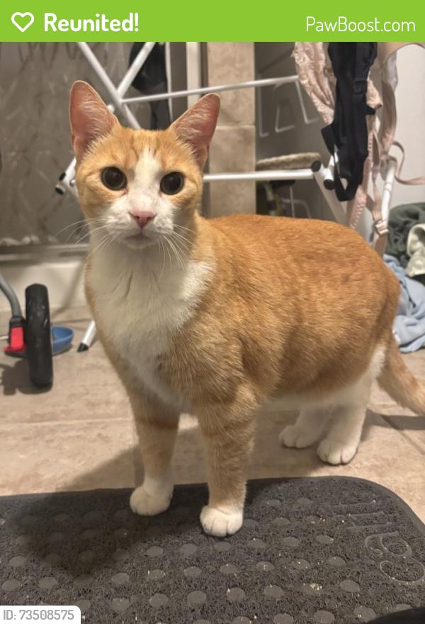 Reunited Unknown Cat last seen McClellan & 5th, Philadelphia, PA 19148