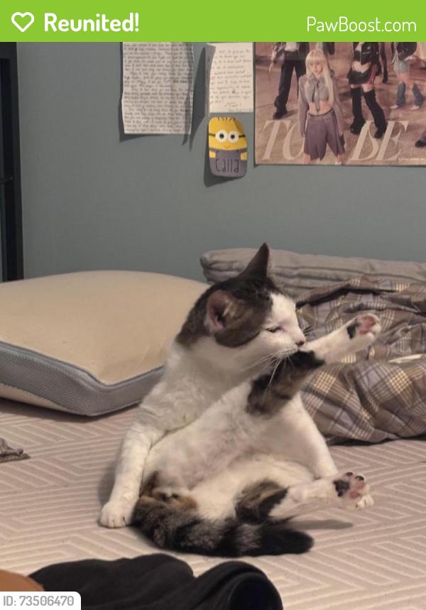 Reunited Male Cat last seen Snelling and Grand, Saint Paul, MN 55105