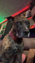 Reunited Male Dog last seen There is a Kroger just down the street off Southport and bluff, Indianapolis, IN 46217
