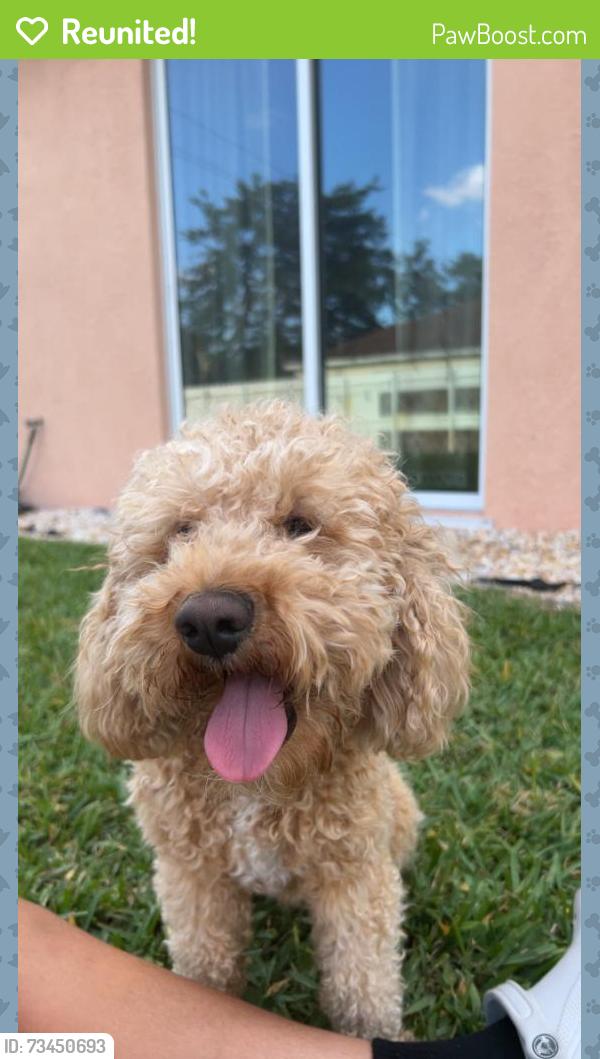 Reunited Male Dog last seen Mariposa Elementary School, Port St. Lucie, FL 34952