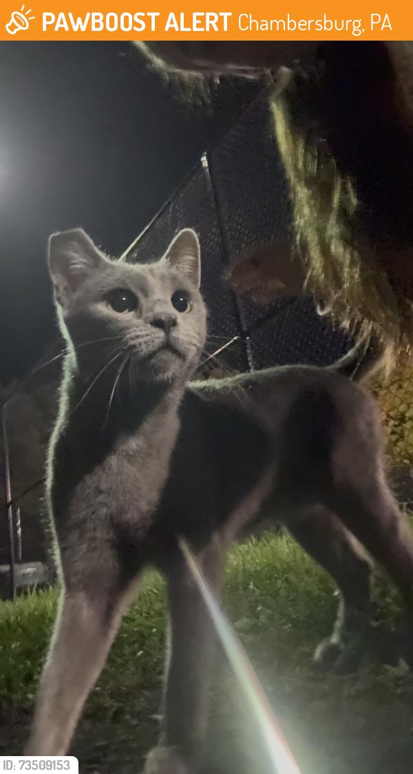 Found/Stray Female Cat last seen By Tennis Courts at Memorial Park, Chambersburg, PA 17201
