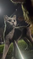 Found/Stray Female Cat last seen By Tennis Courts at Memorial Park, Chambersburg, PA 17201