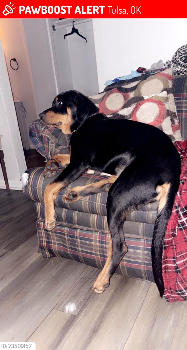 Lost Female Dog last seen S 93rd e ave, Tulsa, OK 74145