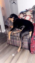 Lost Female Dog last seen S 93rd e ave, Tulsa, OK 74145