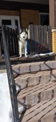 Reunited Male Dog last seen 17th st, Altoona, PA 16602