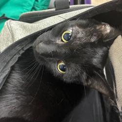 Shelter Stray Female Cat last seen , 361 S Raymond Ave, Pasadena, CA 91105, USA