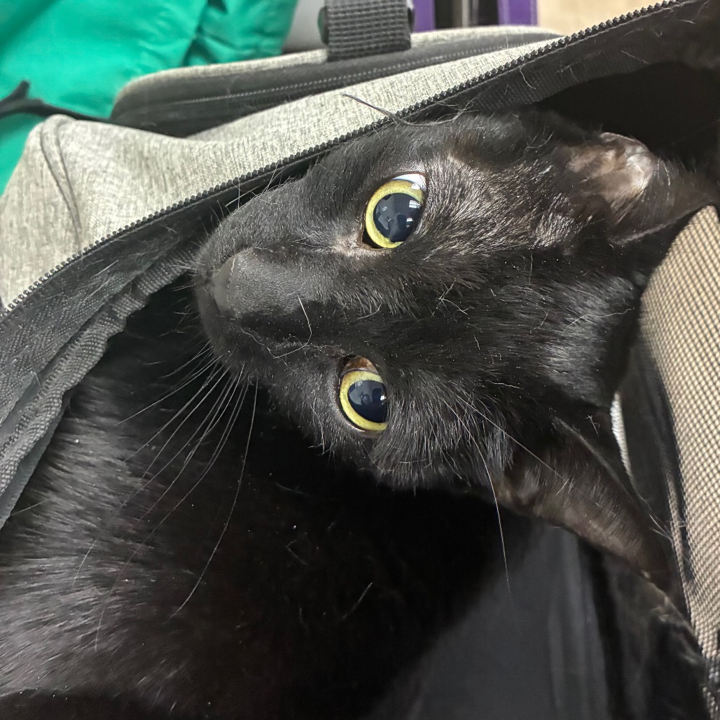 Shelter Stray Female Cat last seen , 361 S Raymond Ave, Pasadena, CA 91105, USA
