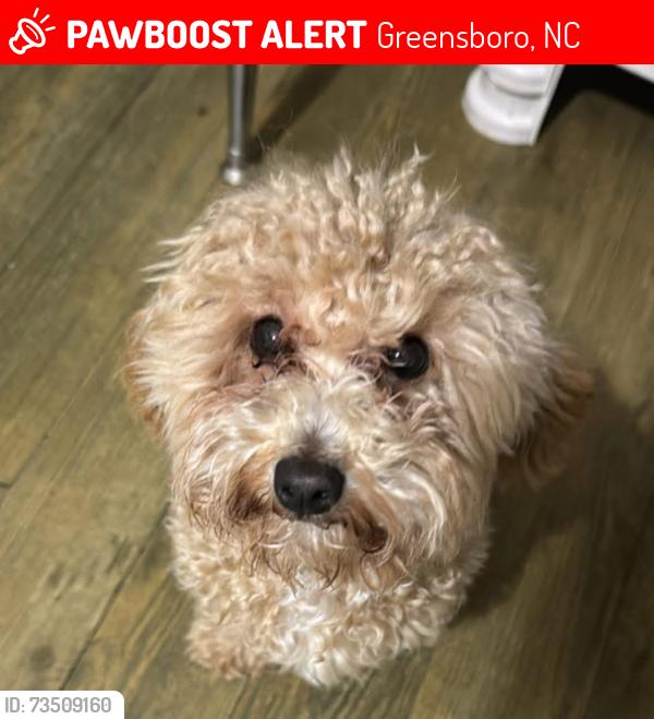 Lost Female Dog last seen Tall oaks dr Greensboro 27455, Greensboro, NC 27455