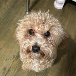 Lost Female Dog last seen Tall oaks dr Greensboro 27455, Greensboro, NC 27455