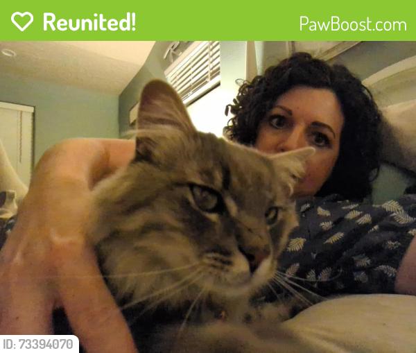 Reunited Male Cat last seen Overland/Meridian Rd, Meridian, ID 83642