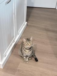 Reunited Female Cat last seen Stirling at Cota Vera, Chula Vista, CA 91913