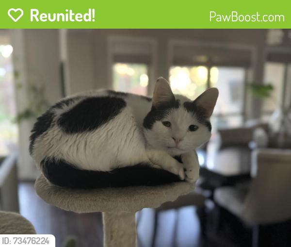 Reunited Male Cat last seen Seford Dr and Edsel parkway, Terrell hills, Terrell Hills, TX 78209