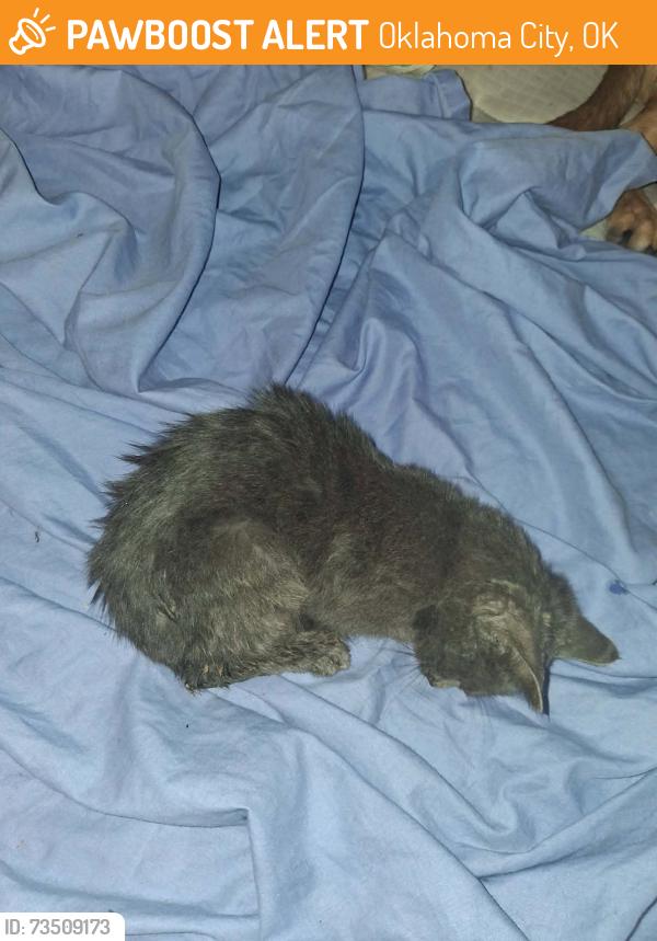 Found/Stray Unknown Cat last seen NW 42nd and Penn, Oklahoma City, OK 73112