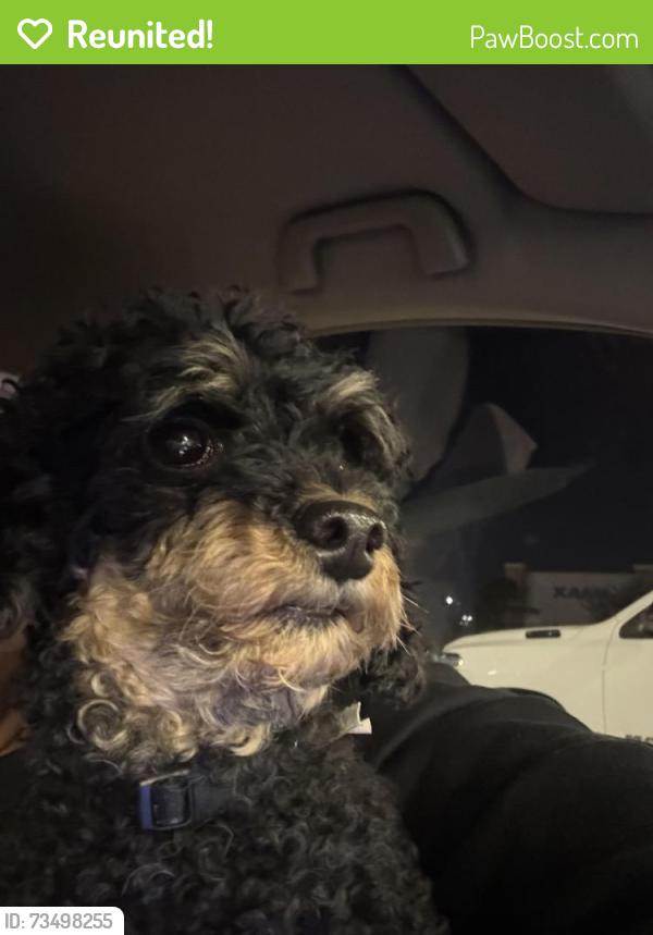 Reunited Female Dog last seen Highway 6 and Rippling Water Dr (Near HEB), Houston, TX 77084