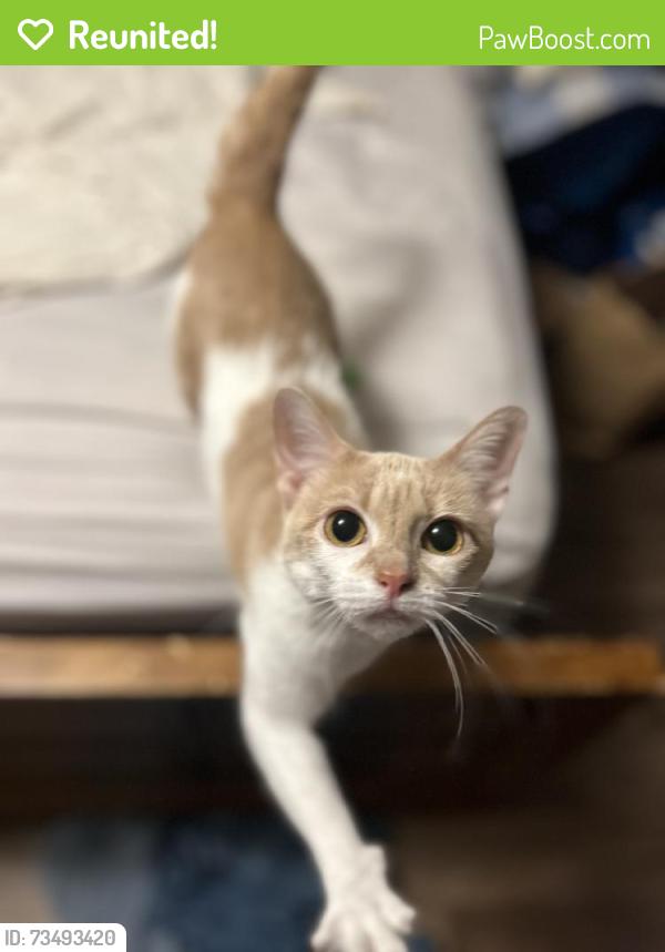 Reunited Female Cat last seen Near E Waterloo Rd, Arcadia, OK 73007, USA, Arcadia, OK 73007