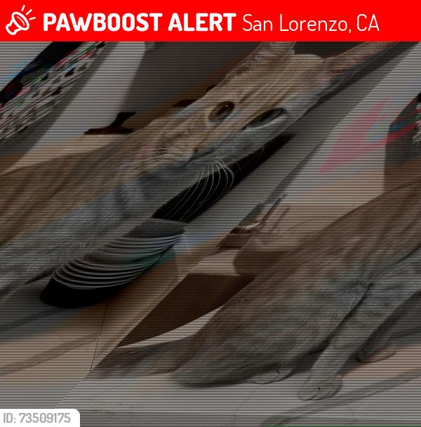 Lost Male Cat last seen Ronda street san lorenzo, San Lorenzo, CA 94580