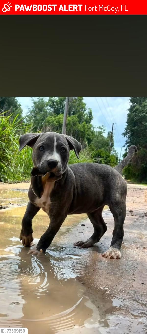 Lost Female Dog last seen County Rd 315, 1/2 mile North of 316, Fort McCoy, FL 32134