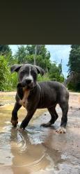 Lost Female Dog last seen County Rd 315, 1/2 mile North of 316, Fort McCoy, FL 32134