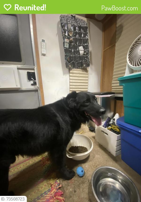 Reunited Male Dog last seen River Road Vanceboro NC, Vanceboro, NC 28586