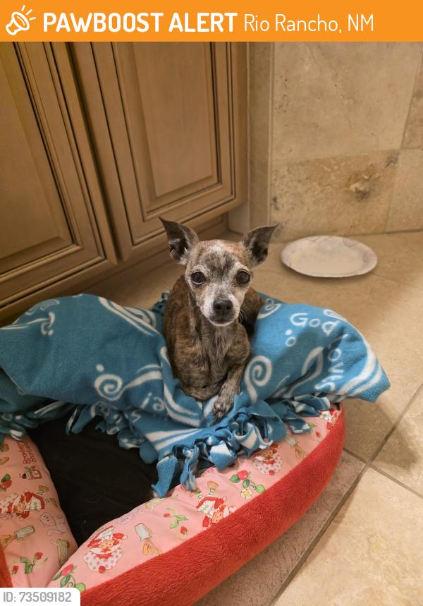 Found/Stray Female Dog last seen Long, Rio Rancho, NM 87144