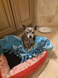 Found/Stray Female Dog last seen Long, Rio Rancho, NM 87144