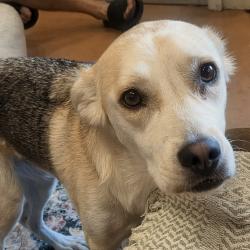 Lost Female Dog last seen n church ave and 6th st, Tucson, AZ 85701