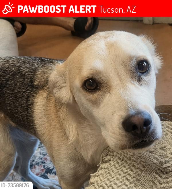 Lost Female Dog last seen n church ave and 6th st, Tucson, AZ 85701