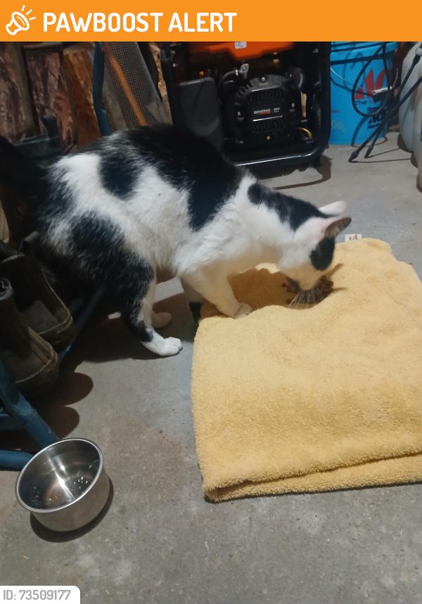 Found/Stray Unknown Cat last seen Golfvirlew & Beal Dr, Brooklyn, Mi, Columbia Township, MI 49230