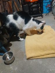 Found/Stray Unknown Cat last seen Golfvirlew & Beal Dr, Brooklyn, Mi, Columbia Township, MI 49230
