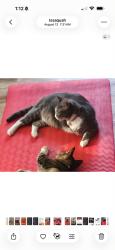 Reunited Female Cat last seen Near northwest mullridge place, issaquah WA 98027, Issaquah, WA 98027