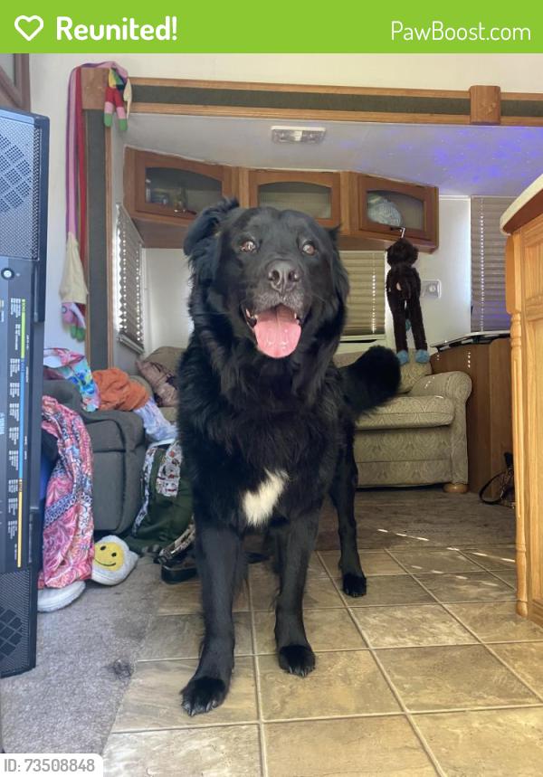 Reunited Male Dog last seen Rin st Vanceboro nc, Craven County, NC 28586