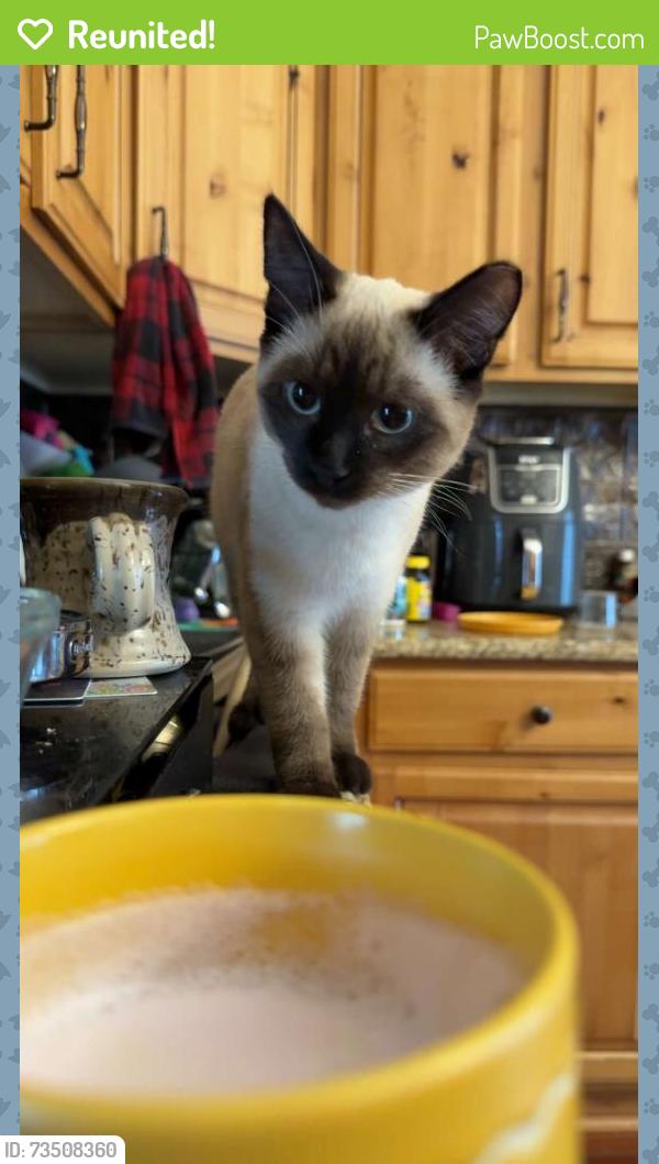 Reunited Female Cat last seen 106th and elm, Thornton, CO 80233