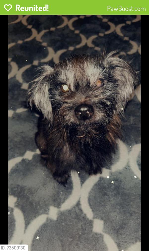 Reunited Male Dog last seen Yakima Road, Apple Valley, CA 92308