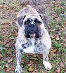 Reunited Male Dog last seen DeSoto rd, n shade ave, Sarasota, FL 34234