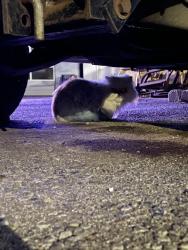 Found/Stray Unknown Cat last seen Near E 200 S Salt Lake city, Salt Lake City, UT 84102