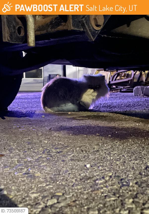 Found/Stray Unknown Cat last seen Near E 200 S Salt Lake city, Salt Lake City, UT 84102