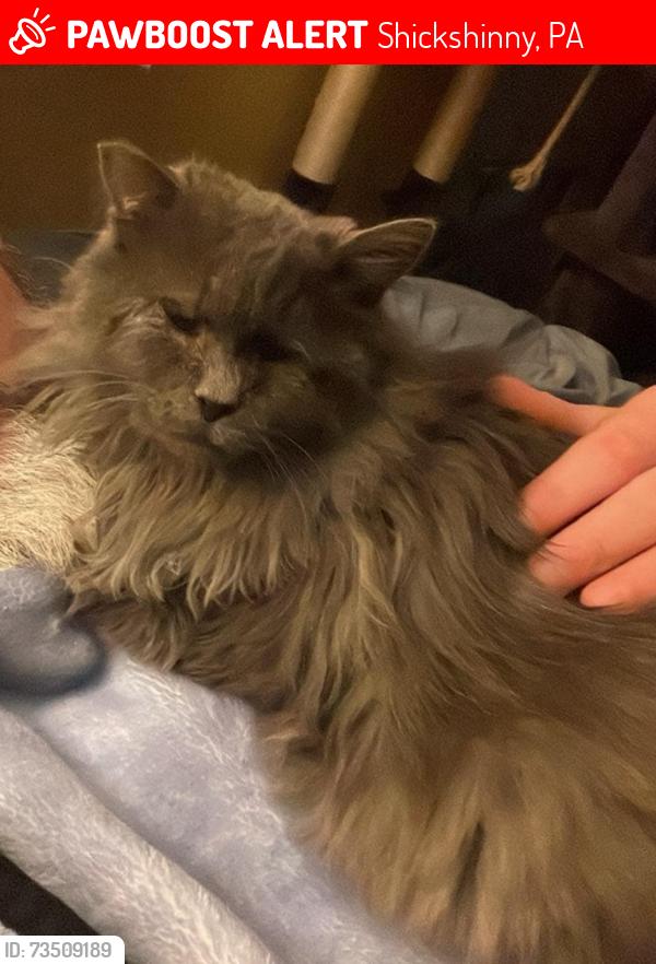Lost Female Cat last seen Near conyngham st, Shickshinny, PA 18655
