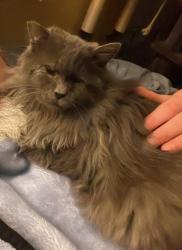 Lost Female Cat last seen Near conyngham st, Shickshinny, PA 18655