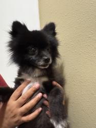 Found/Stray Male Dog last seen Red bluff elementary school, Pasadena, TX 77506