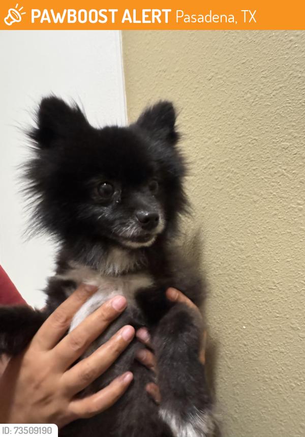 Found/Stray Male Dog last seen Red bluff elementary school, Pasadena, TX 77506