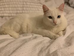 Lost Male Cat last seen Almaden terrace apmts, San Jose, CA 95125