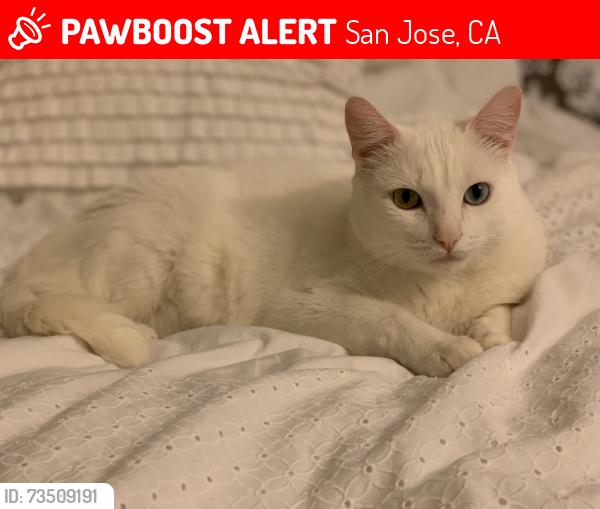 Lost Male Cat last seen Almaden terrace apmts, San Jose, CA 95125
