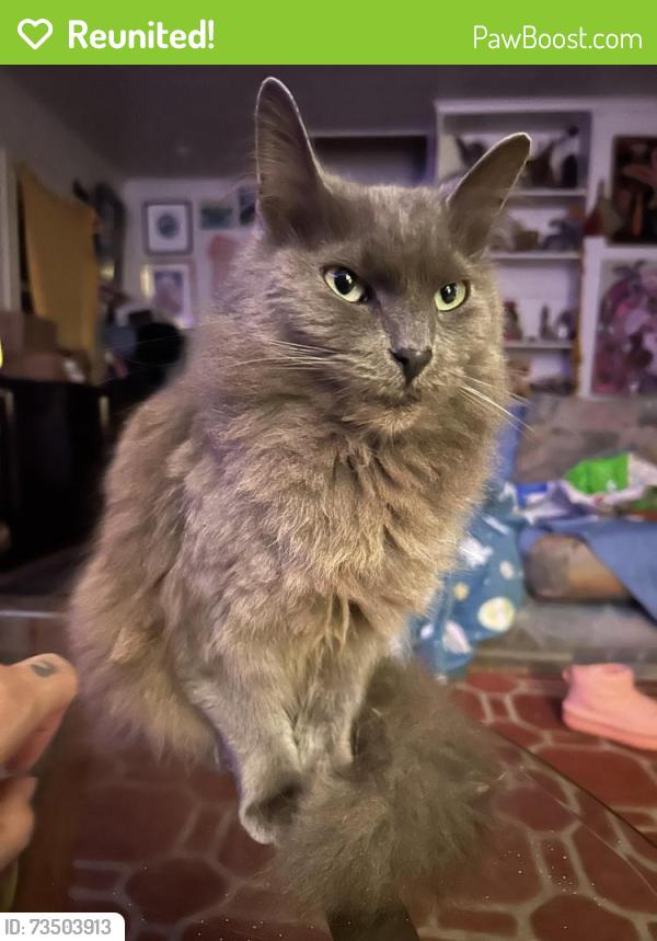 Reunited Female Cat last seen Vista, Beaverton, OR 97007